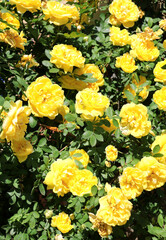 Poster - Branch of climbing rose with yellow flower