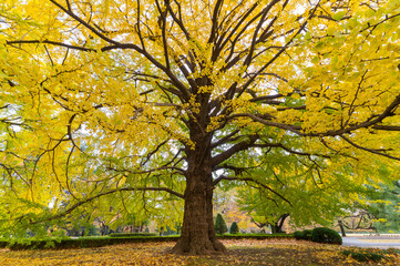 Poster - close-up of gingko tree in autumn