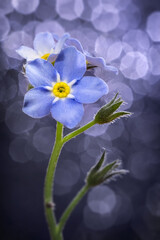 Poster - blue flower