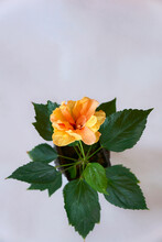 House Plant Of Hibiscus   With Orange Flower In  Pot On White Background .   The Consept Of Home Garden