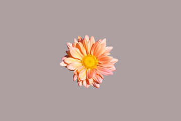 Wall Mural - Orange mum flower top view close up, Isolated on grey background. Clipping path included.