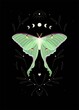 Vector illustration of moon moth and moon cycle