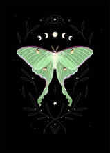 Vector Illustration Of Moon Moth And Moon Cycle