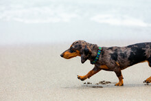 Photo Of Dachshund Puppy Knowns As Badger Dog Walking By Sand Beach. Funny Dog Run Along Sea Surf. Actions, Training Games With Family Pets And Popular Dog Breeds On Summer Vacation