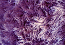 Close Up Of Animal  Purple Fur Texture Background.