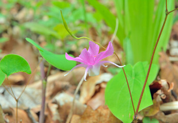 Canvas Print - Flower of barrebwort (Epimedium macrosepalum)