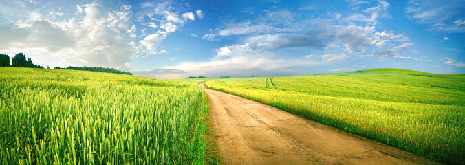 Fotomurales - Beautiful summer rural natural landscape with fields young wheat, blue sky with clouds. Warm fresh morning and road stretching into distance. Panorama of spacious hilly area.