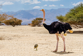 male of african ostrich (struthio camelus) with young chicks in nature reserve park, middle east