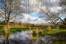 Flooded Small River With Willow Trees