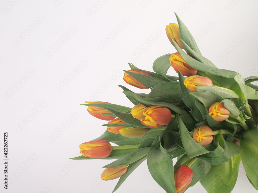 Bukiet wiosennych tulipanów. - obrazy, fototapety, plakaty 