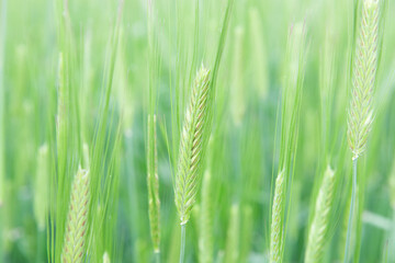 Juicy fresh ears of young green wheat on nature in spring summer field close-up of macro