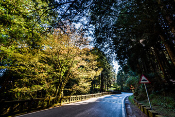 Wall Mural - The asphalt road through in forest, Alishan Forest Recreation Area in Chiayi, Taiwan.