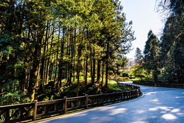 Wall Mural - The asphalt road through in forest, Alishan Forest Recreation Area in Chiayi, Taiwan.
