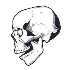 Wall Mural - Engraving Style Skull With Open Mouth