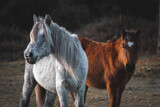 Fototapeta Niebo - portrait of a horse