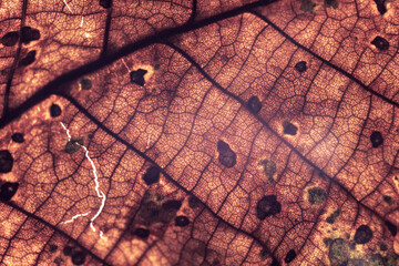 Aufkleber - Close up Detail of a old leaf plant. Beautiful Background pattern for design.