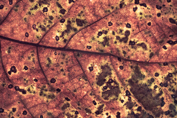 Aufkleber - Close up Detail of a old leaf plant. Beautiful Background pattern for design.
