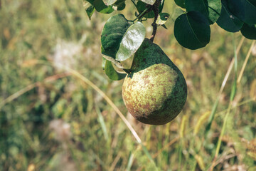Poster - Fresh young pears growing on a tree. Close up.