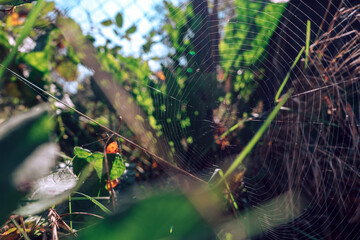 Poster - Cobweb or spider's web against a natural background.