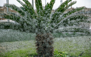 A sprinkler sprinkles grass and trees in a tropical garden.