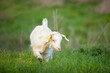 © David - Joven cabra (cabrita) blanca pastando en la hierba verde de un prado primaveral