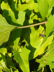 Wall Mural - Wasp on green leaves