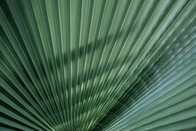 Close Up Of Textural Green Leaves Of Palm Tree.