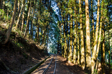 Wall Mural - The Forest Railway passes through the Alishan Forest Recreation Area in Chiayi, Taiwan.