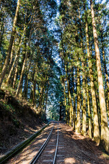 Wall Mural - The old forest railway section of Alishan Forest Recreation Area in Chiayi, Taiwan, but is now obsolete and unable to operate
