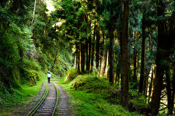 Wall Mural - The old forest railway section of the Shuishan Trail at Alishan Forest Recreation Area in Chiayi, Taiwan. Now obsolete and unable to operate.