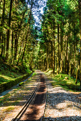 Wall Mural - The old forest railway section of Alishan Forest Recreation Area in Chiayi, Taiwan, but is now obsolete and unable to operate
