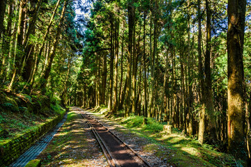 Wall Mural - The old forest railway section of Alishan Forest Recreation Area in Chiayi, Taiwan, but is now obsolete and unable to operate