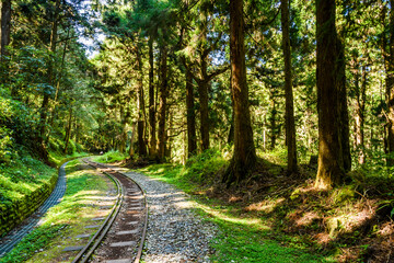 Wall Mural - The Forest Railway passes through the Alishan Forest Recreation Area in Chiayi, Taiwan.