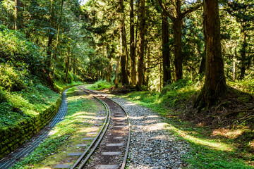 Wall Mural - The Forest Railway passes through the Alishan Forest Recreation Area in Chiayi, Taiwan.