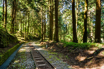 Wall Mural - The Forest Railway passes through the Alishan Forest Recreation Area in Chiayi, Taiwan.