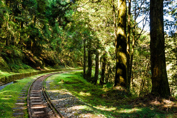Wall Mural - The Forest Railway passes through the Alishan Forest Recreation Area in Chiayi, Taiwan.
