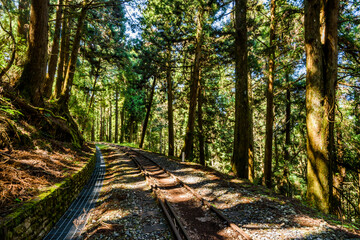 Wall Mural - The old forest railway section of Alishan Forest Recreation Area in Chiayi, Taiwan, is now obsolete and unable to operate.