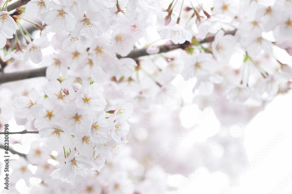 桜の花 満開 ソメイヨシノ 明るい白背景 右側にコピースペース 日本 Las Plakaty Ecowall24 Pl