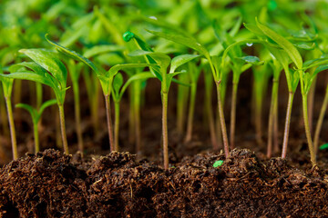 Wall Mural - pepper seedlings grown in trays in a greenhouse