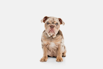 Wall Mural - Merle French Bulldog playing on white studio background