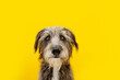 Funny dog portrait with stress, alert, worried, fear, begging expression face. Isolated on yellow colored background.