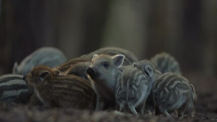 Wall Mural - closeup young wild boars sus scrofa calm piggy gathering together in dark woods. wildlife tranquil s