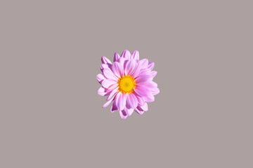 Wall Mural - purple mum flower top view close up, Isolated on Grey background. Clipping path included.