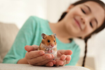 Wall Mural - Little girl holding cute hamster at home, focus on hands