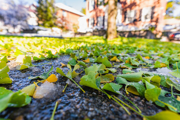 Wall Mural - autumn leaves on the ground