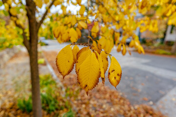 Wall Mural - yellow autumn leaves