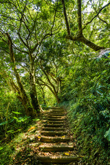 Wall Mural - The wooden stairs passes through the forest in Taiwan.