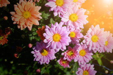 Wall Mural - purple mum flower top view close up, Isolated on Grey background. Clipping path included.