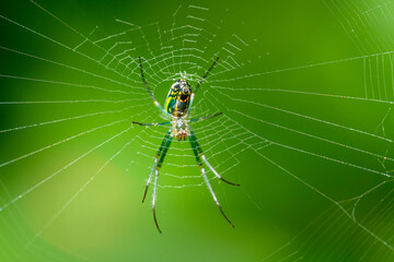 Wall Mural - spider in web