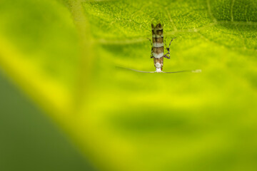 spider on a leaf